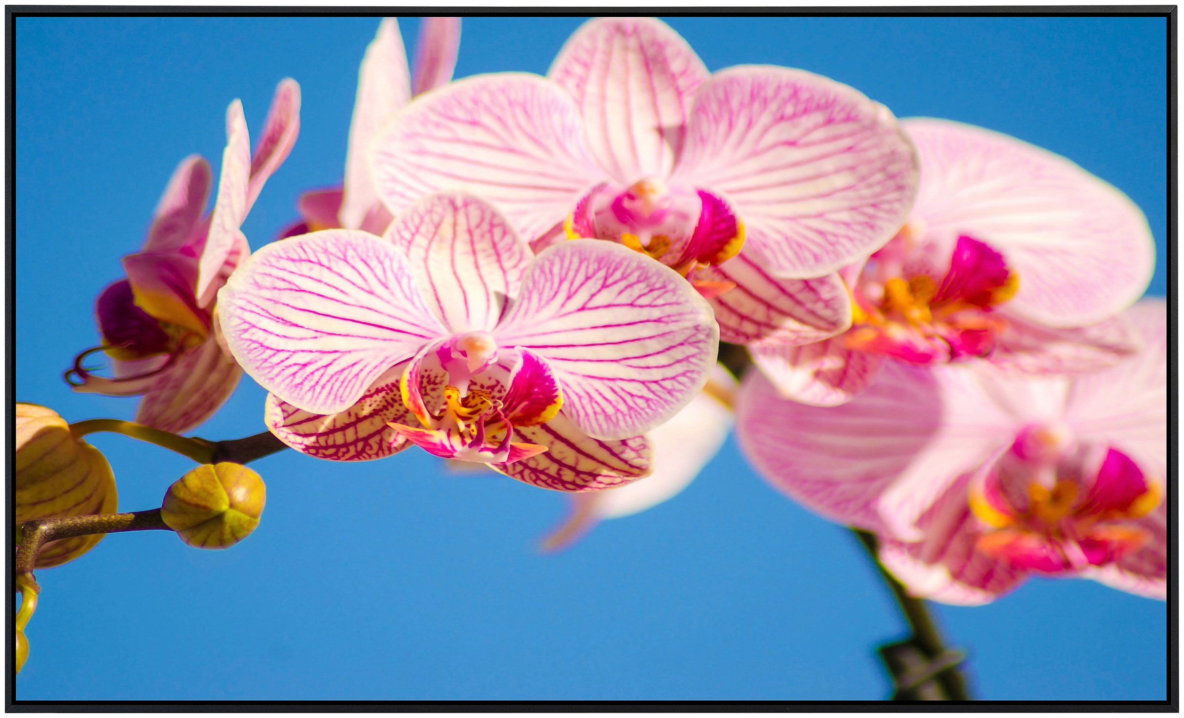 Papermoon Infrarotheizung »Rosa Phalaenopsis Orchidee«, sehr angenehme Strahlungswärme