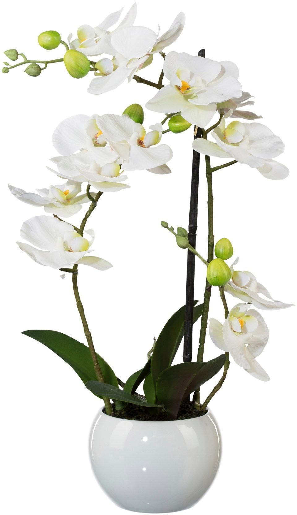 Creativ green Kunstpflanze "Phalaenopsis" günstig online kaufen