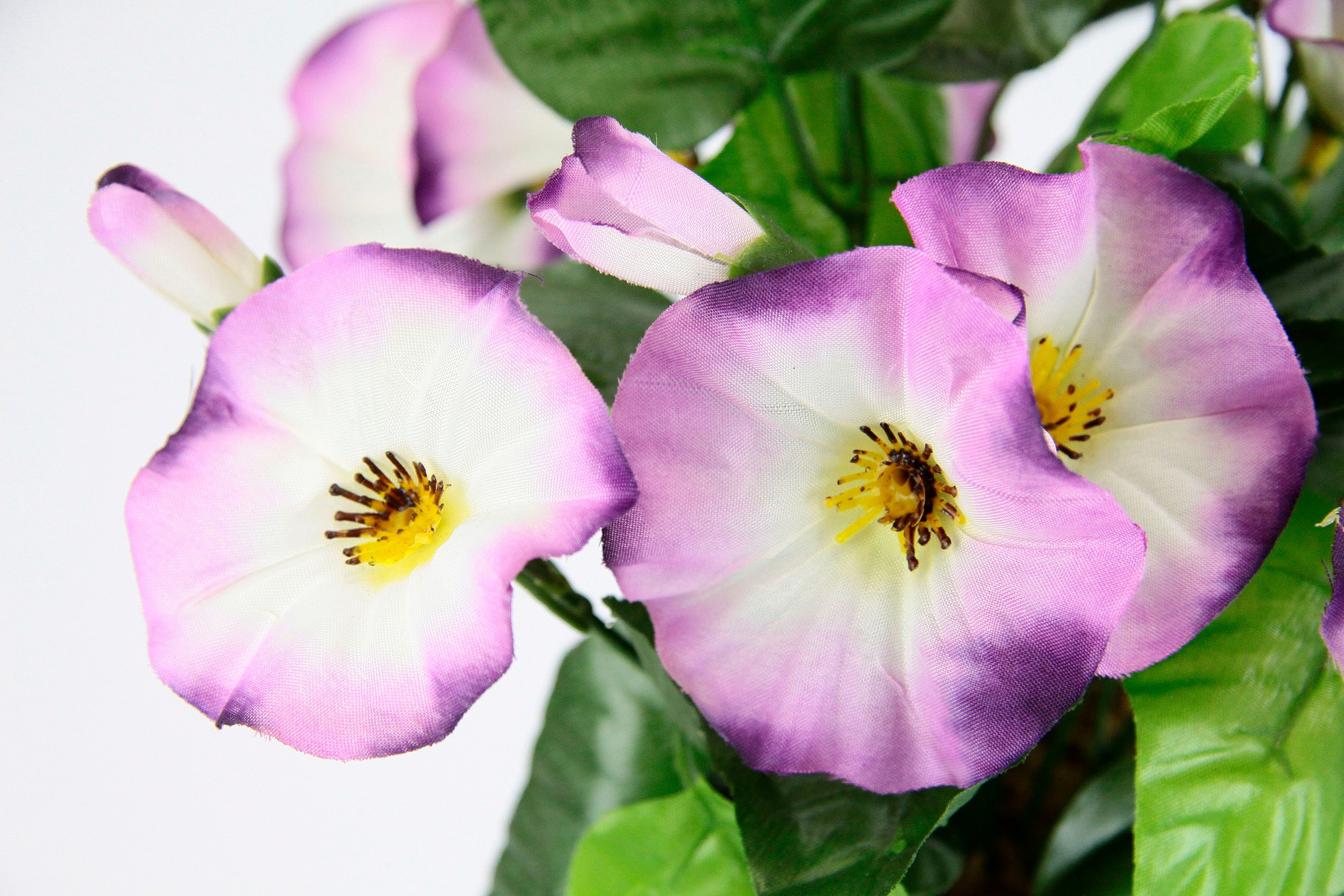 I.GE.A. Kunstblume »Petunien«, Im Glockenblume 2er Topf, Petunien Zierpflanze BAUR Deko Set | Blumen kaufen klein