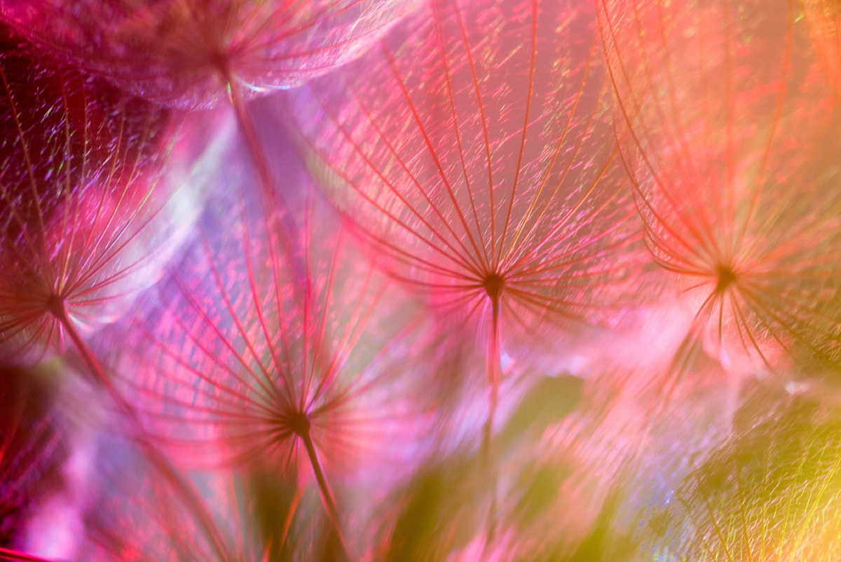 Papermoon Fototapete "PUSTEBLUME-LÖWENZAHN ABSTRAKT TEXTUR MUSTER FARBIG DEKO"