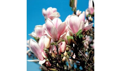 BCM Gehölze »Tulpenmagnolie«, (1 St.), Höhe: 50 cm, 1 Pflanze kaufen