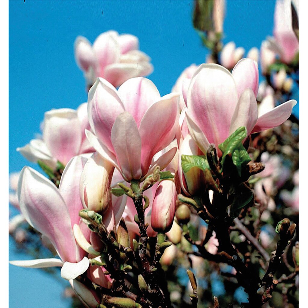 BCM Gehölze »Tulpenmagnolie«, (1 St.), Höhe: 50 cm, 1 Pflanze