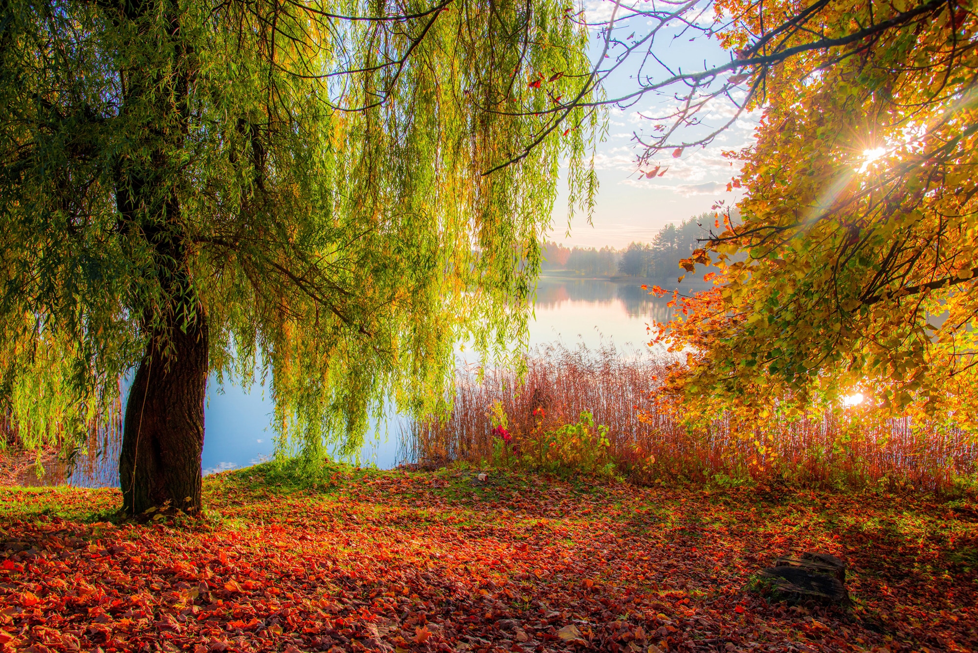 Papermoon Fototapete "HERBST-SEE-SONNE WALD UFER WASSER WALD BÄUME STRAND"