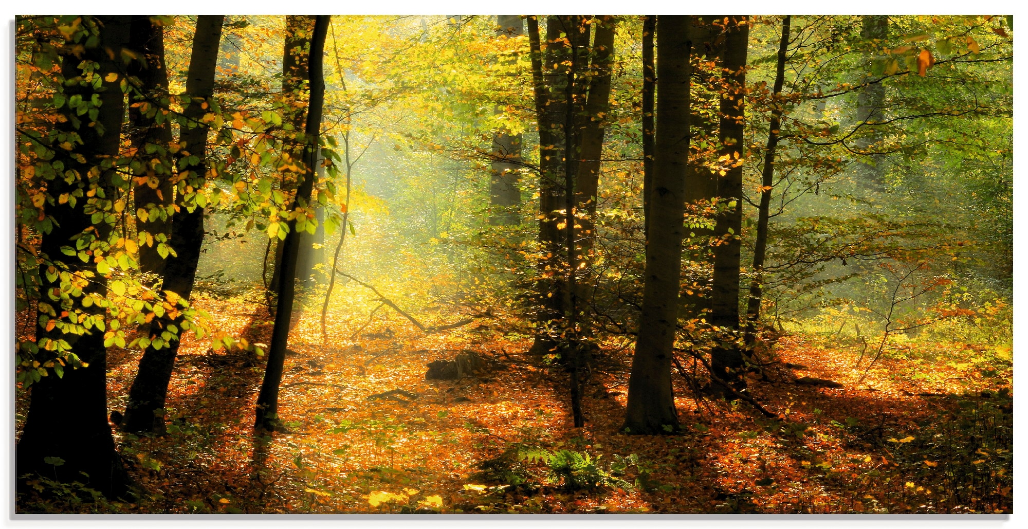 Artland Glasbild "Herbstlicht im Wald" Wald 1 Stk. tlg. in verschiedenen Größen
