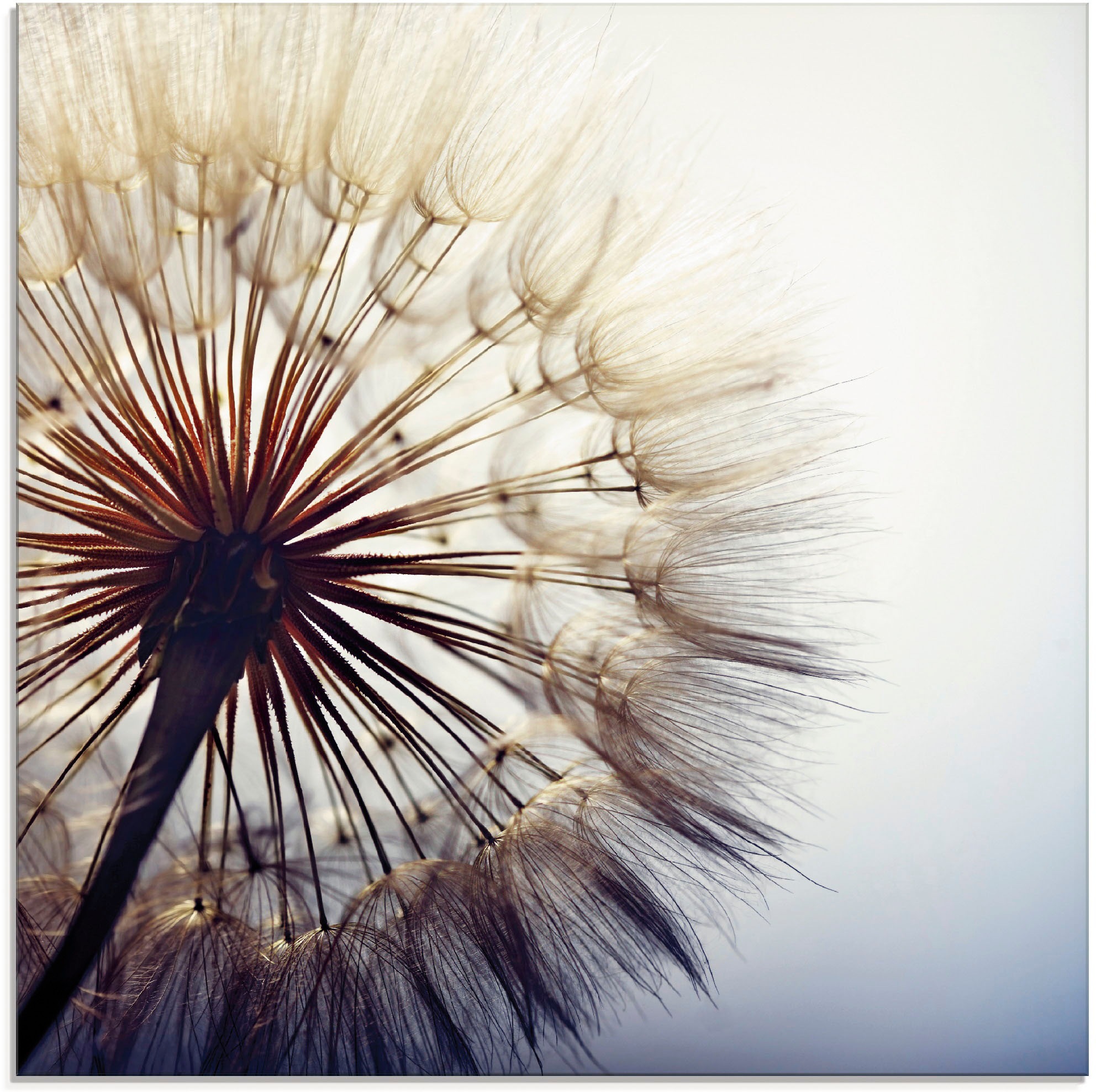 Artland Glasbild "Große Pusteblume" Blumen 1 Stk. tlg. in verschiedenen Größen