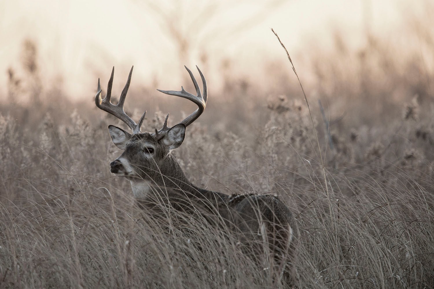 queence Acrylglasbild "Emino" Hirsch  Hirschbilder  Kunst  Landschaft  Spa günstig online kaufen