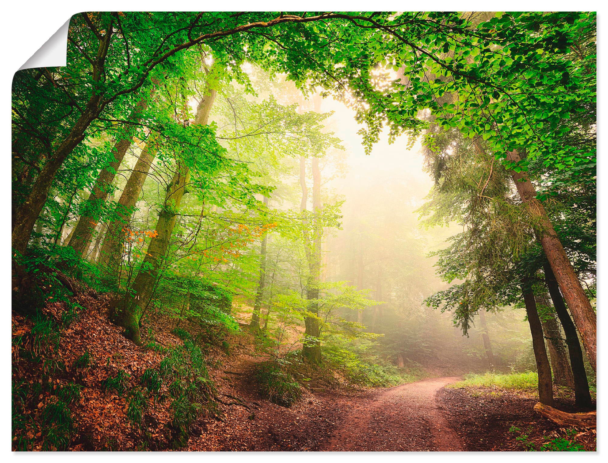 Artland Wandbild »Natürliche Poster BAUR Wald, Torbögen Größen Wandaufkleber versch. als Leinwandbild, oder durch | in Bäume«, kaufen (1 St.), Alubild