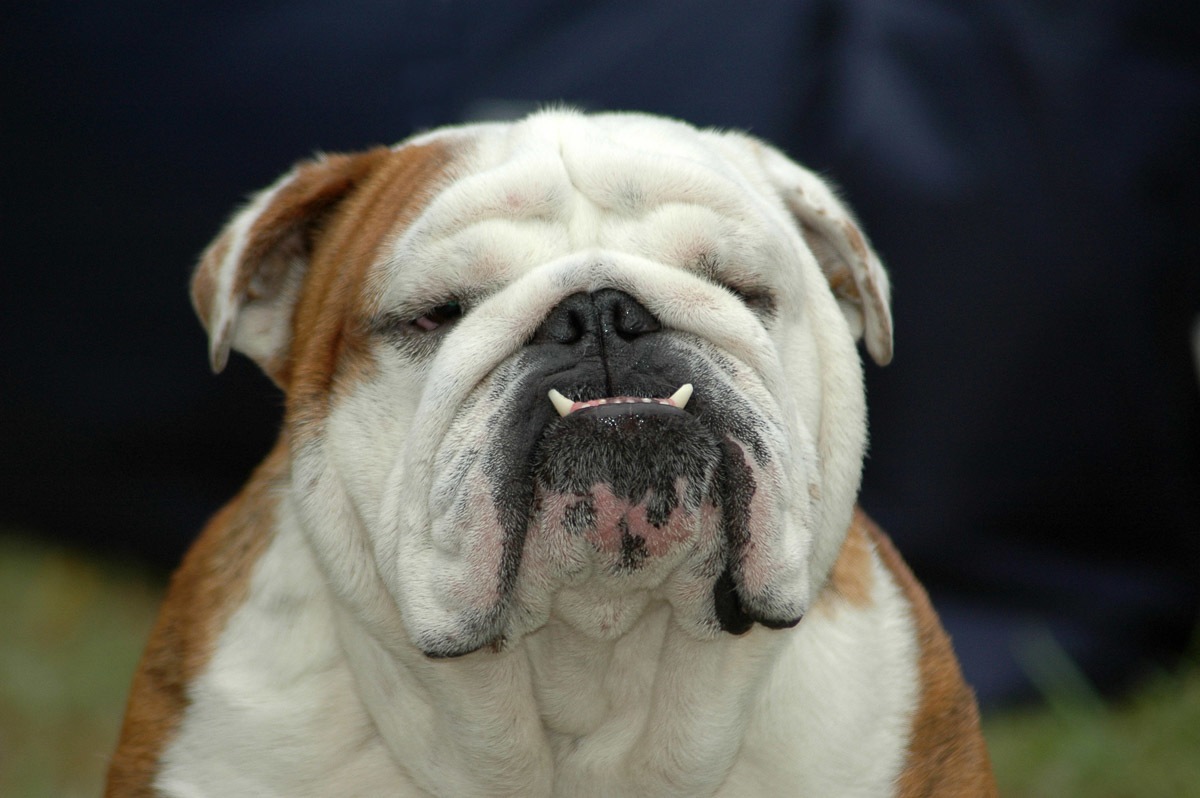 Papermoon Fototapete "Englisches Bulldoggenporträt" günstig online kaufen