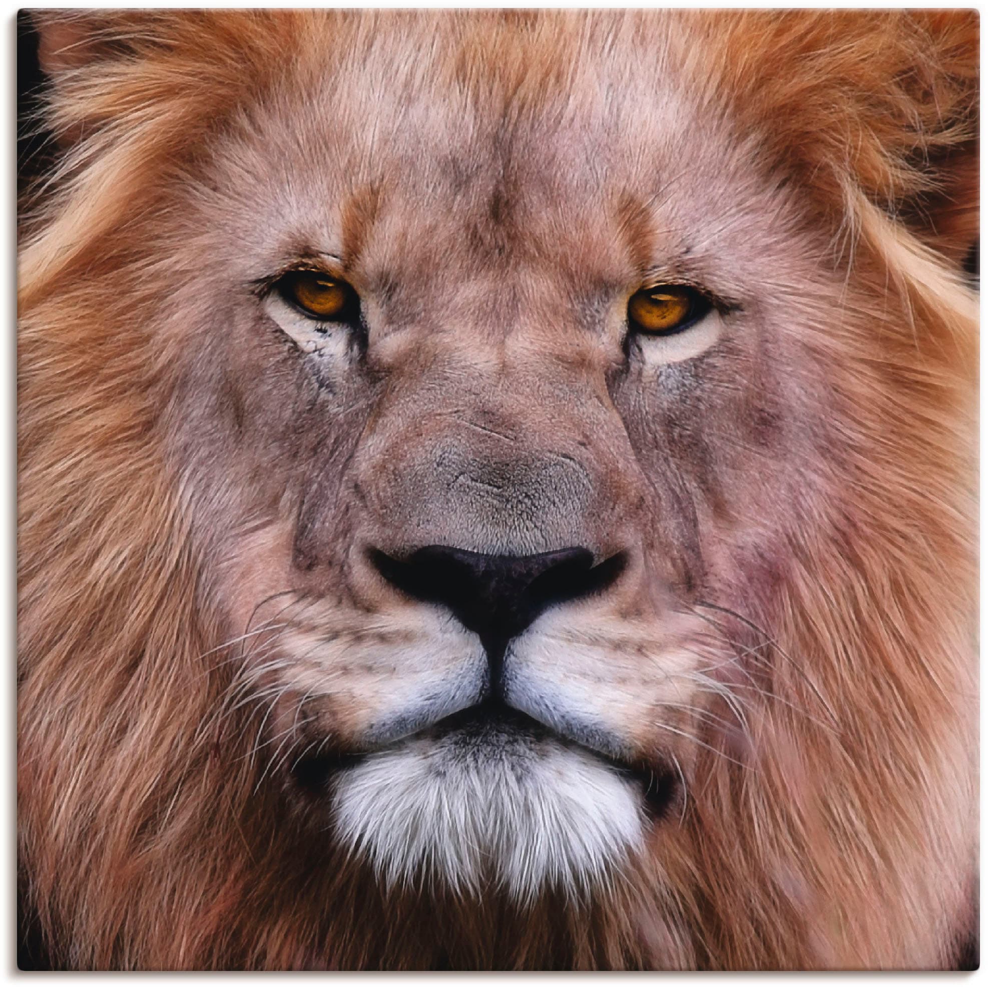 oder Wandbild der als Größen in »König Wandaufkleber (1 Leinwandbild, versch. Löwen«, BAUR kaufen | Artland St.), Poster Wildtiere,
