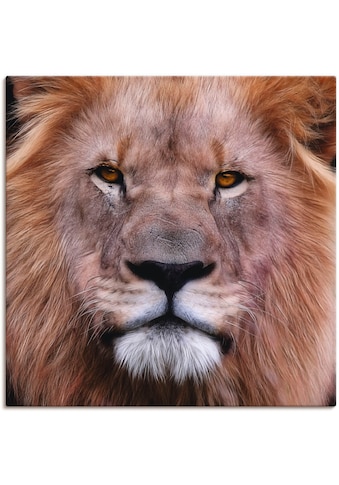 Artland Paveikslas »König der Löwen« Wildtiere...