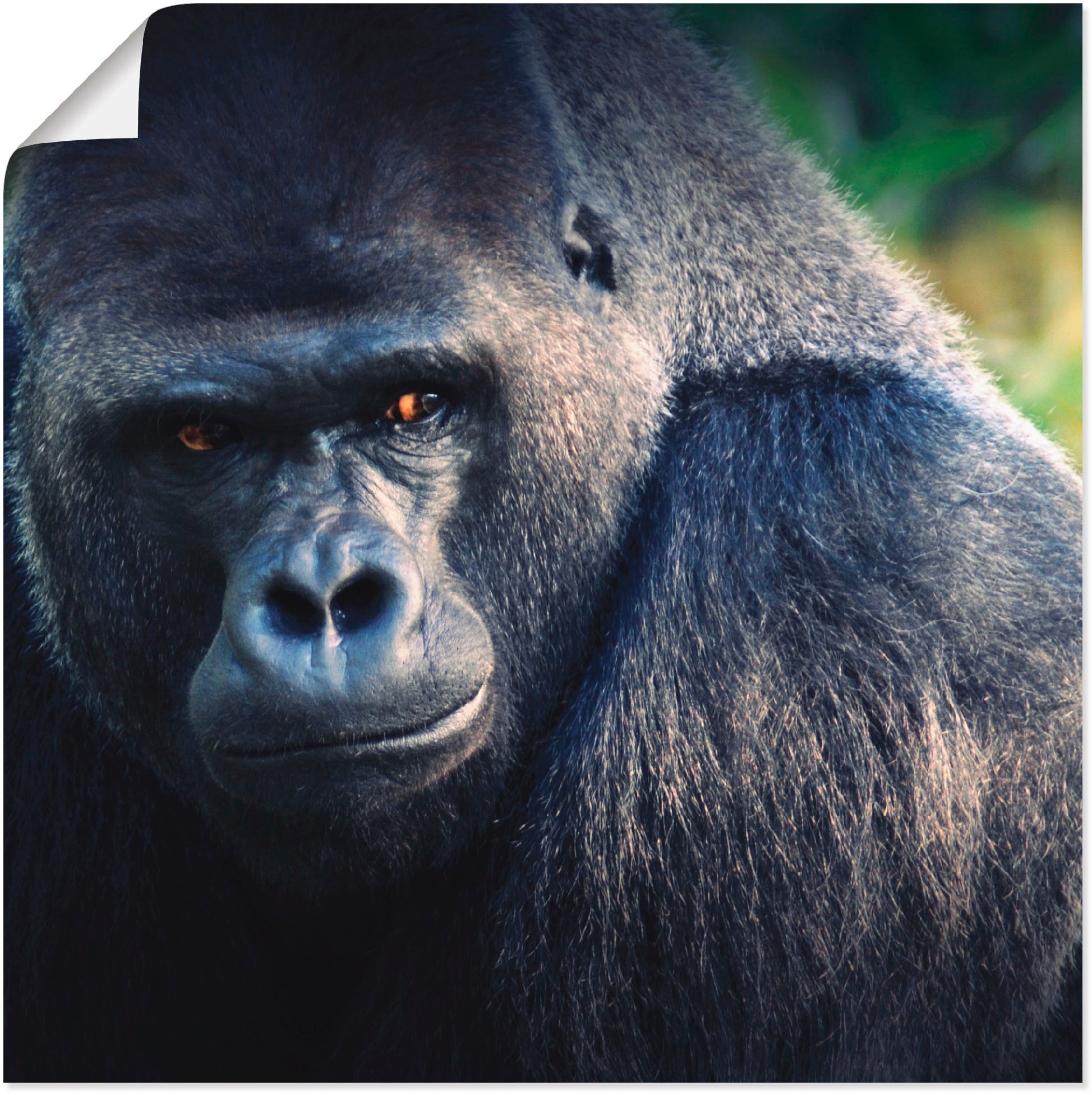 Artland Poster »Gorilla« Wildtiere (1 St.) kai...