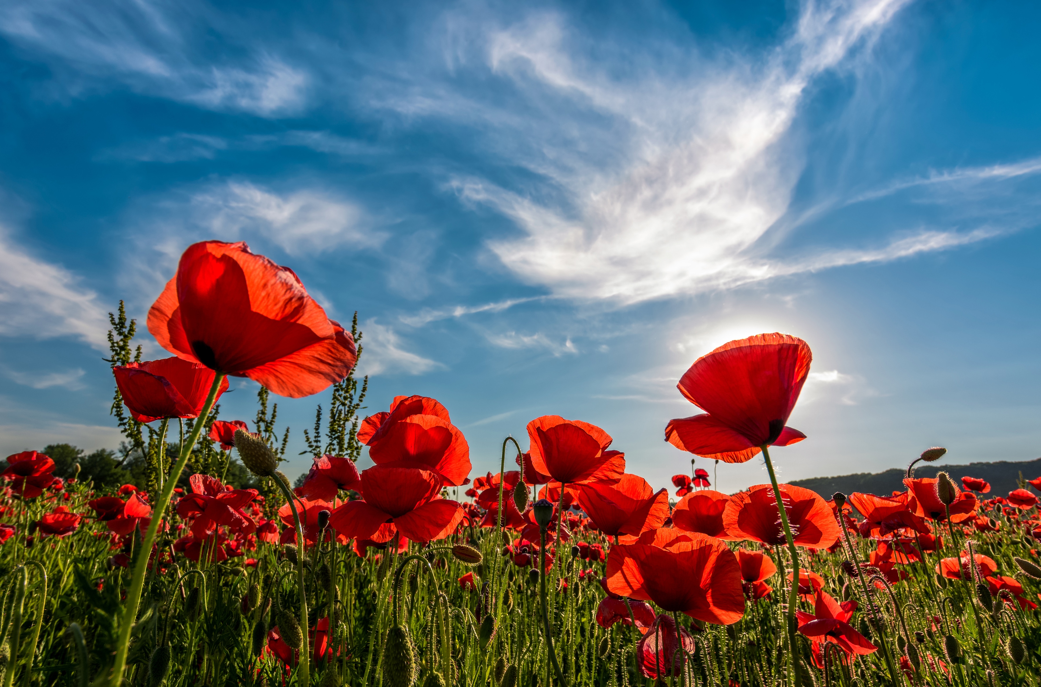 Papermoon Fototapete "Poppy Flowers Field" glatt