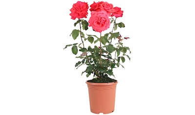 BCM Beetpflanze »Duft-Rose 'Fragrant Cloud'«, (1 St.), Höhe: 30-40 cm, 1 Pflanze kaufen
