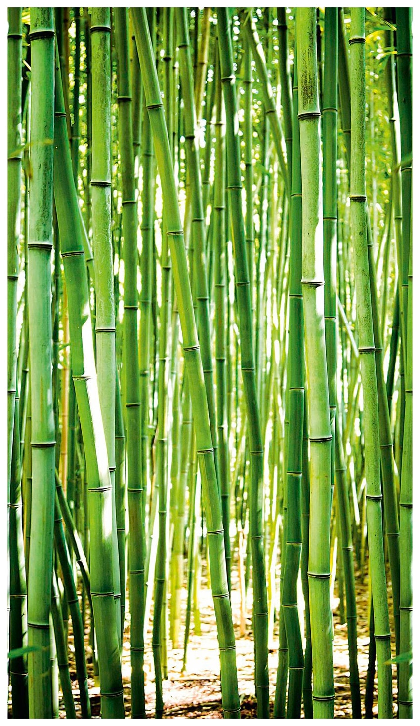 Bodenmeister Fototapete Bambus-Wald grün Fototapeten Tapeten Bauen Renovieren