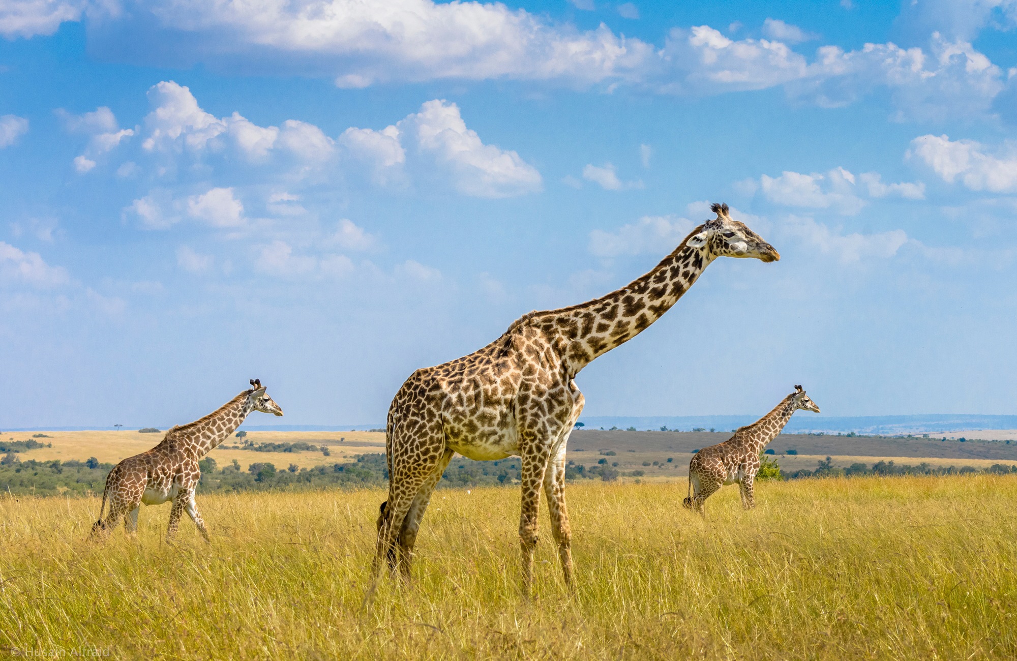 Fototapete »Photo-Art HUSAIN ALFRAID, TRIO-GIRAFFEN«