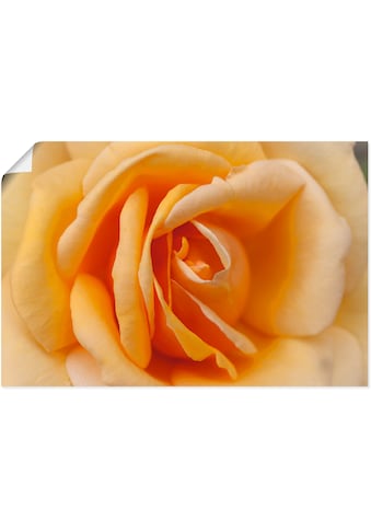 Artland Paveikslas »Zarte Rose in Orange« Blum...