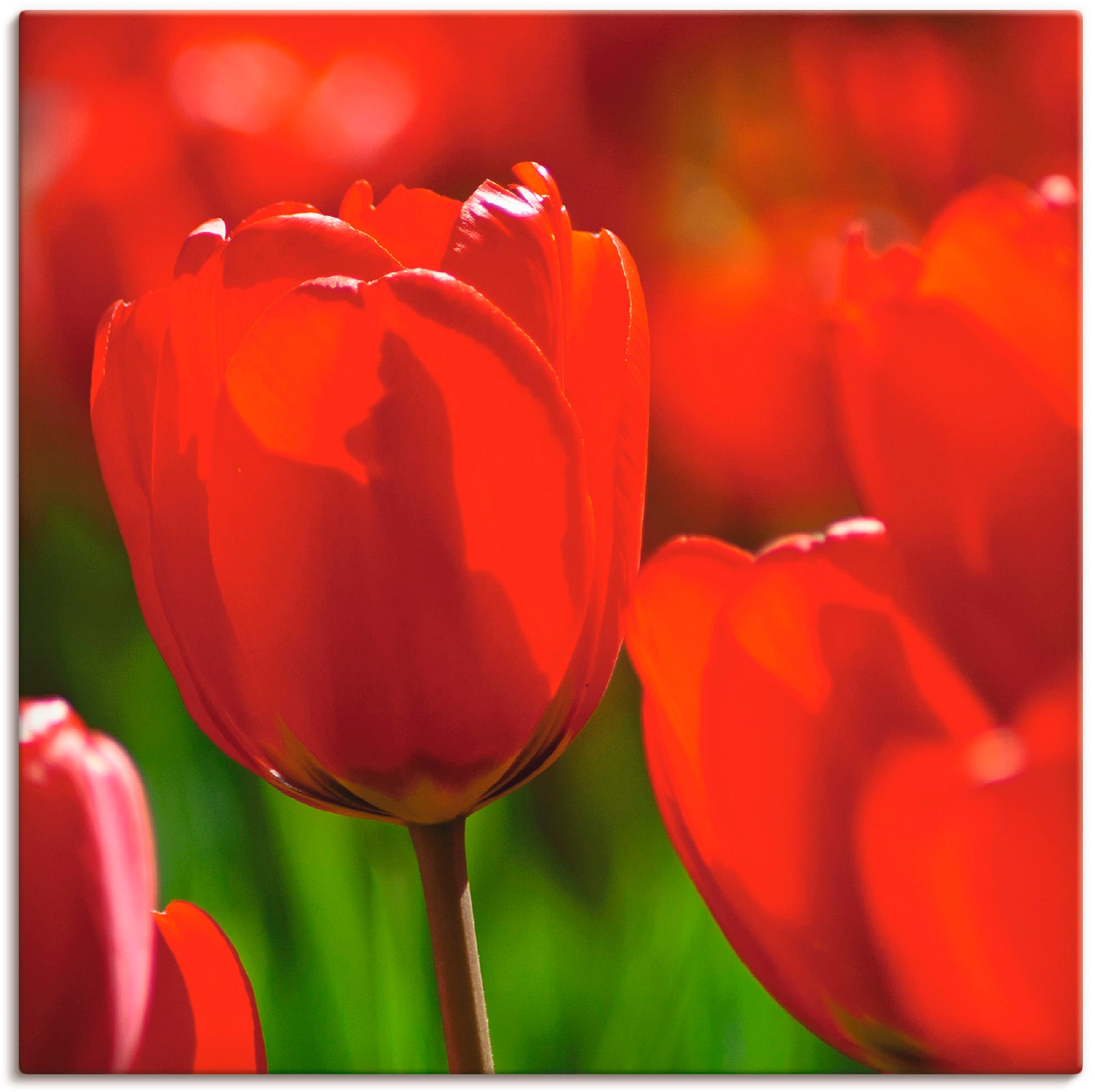 kaufen oder Alubild, | als Blumen, Poster »Rote Wandaufkleber Leinwandbild, Sonne«, Tulpen in (1 in Artland Größen der St.), versch. BAUR Wandbild