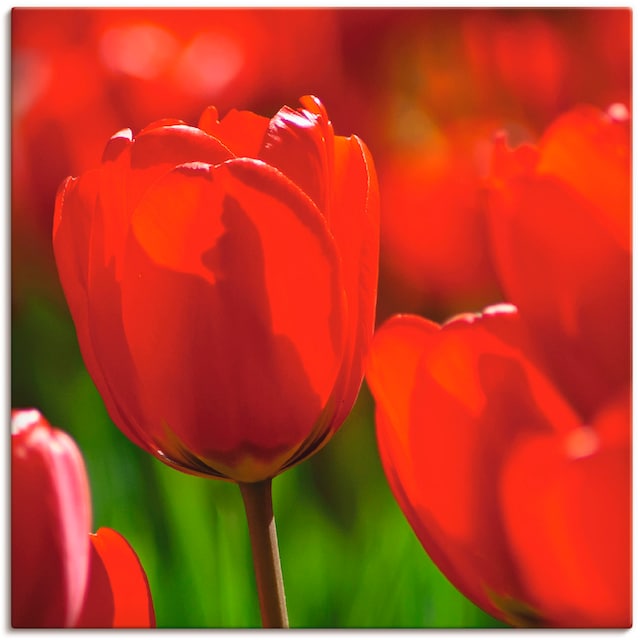 Alubild, | Leinwandbild, Wandbild kaufen oder in (1 Wandaufkleber Blumen, BAUR Artland Größen der als »Rote Sonne«, in Tulpen Poster versch. St.),