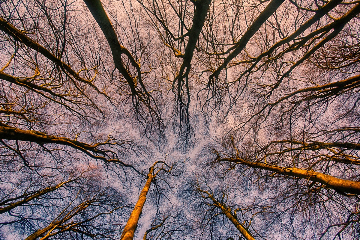 Papermoon Fototapete "Sonnenaufgang durch den Wald"