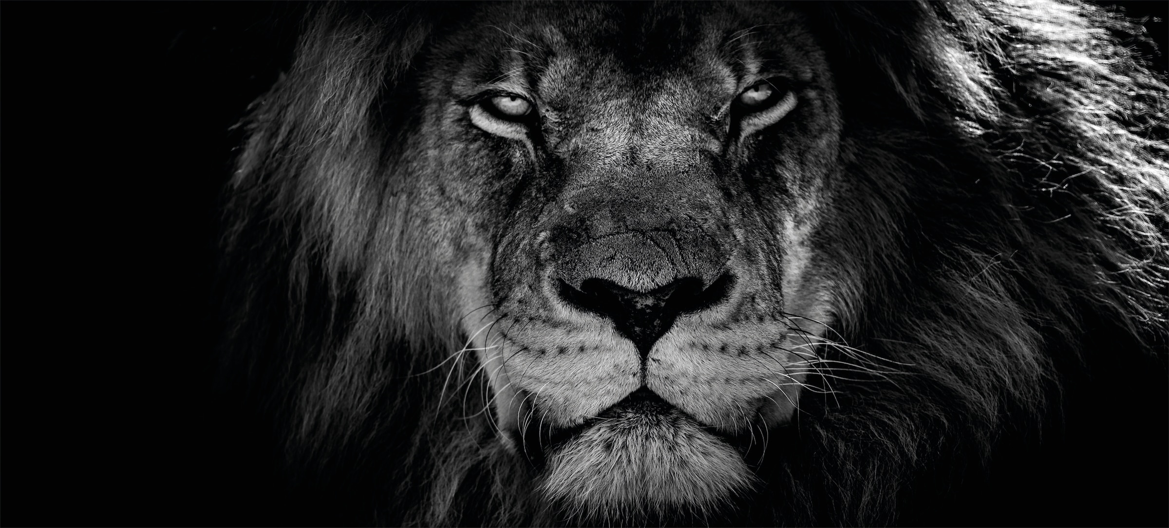 Bönninghoff Leinwandbild "Löwe" 1 Stk. tlg. günstig online kaufen