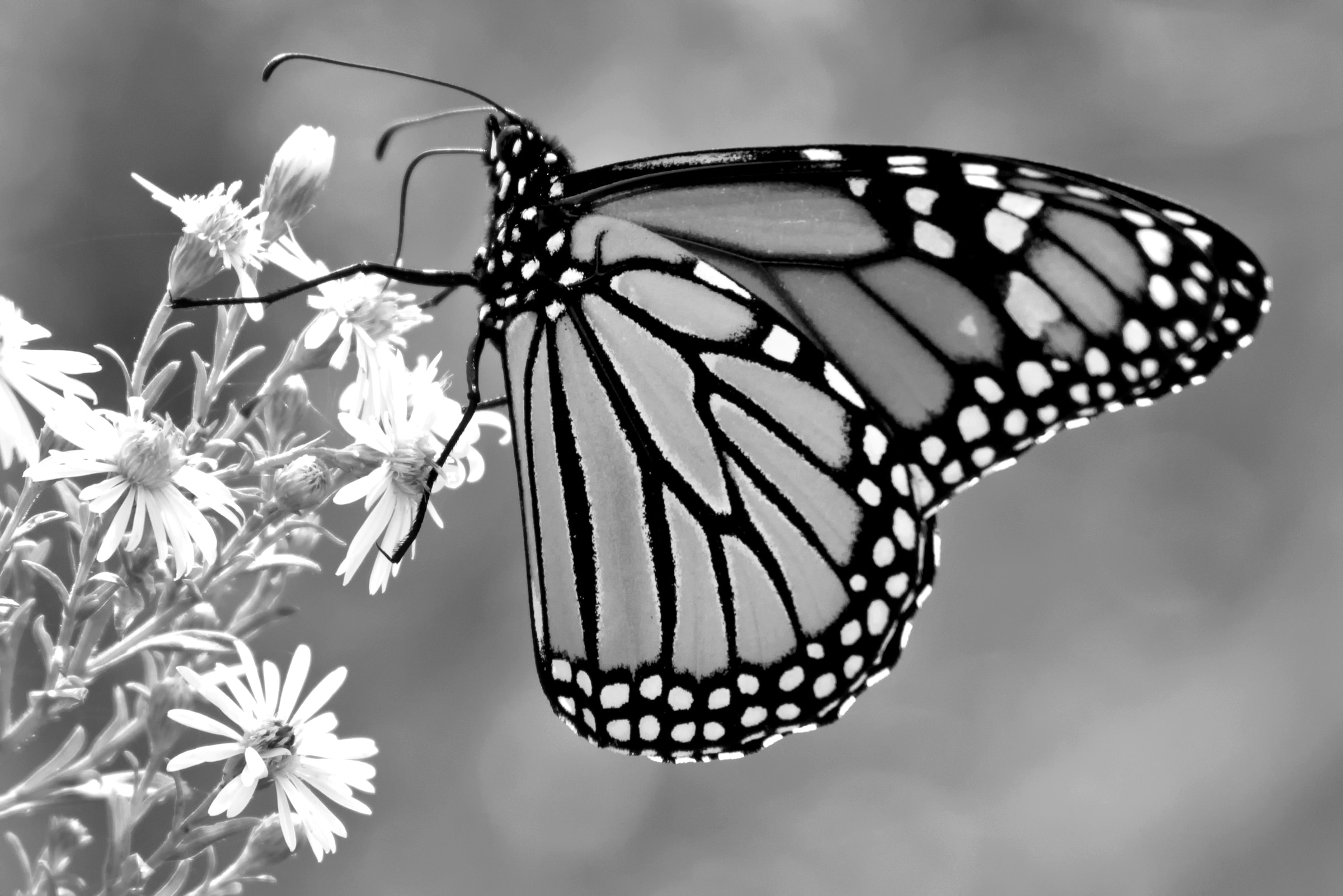 Papermoon Fototapete »Schmetterling Schwarz & Weiß«