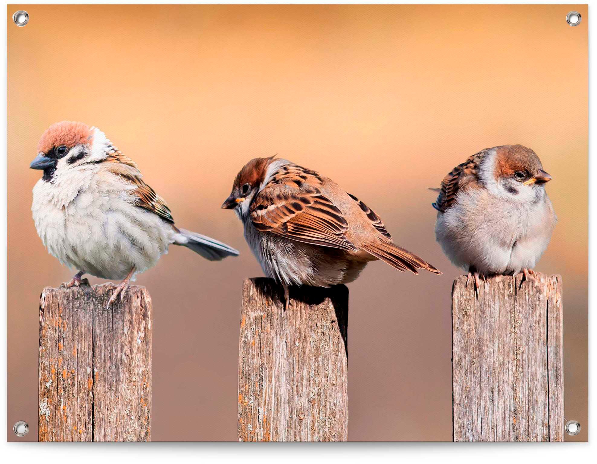 Reinders Poster "Vogelfamilie"