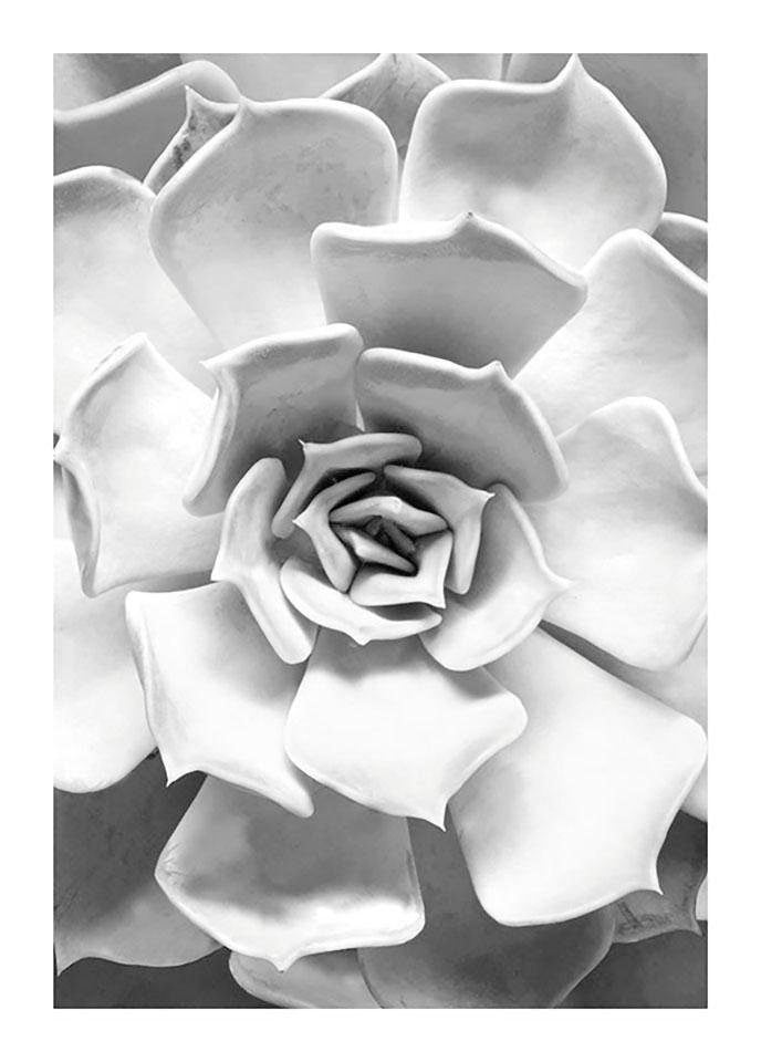 Komar Bild "Succulent Closeup" Blätter Pflanzen 1 Stk. tlg. Wandbild zur Dekoration - ohne Rahmen