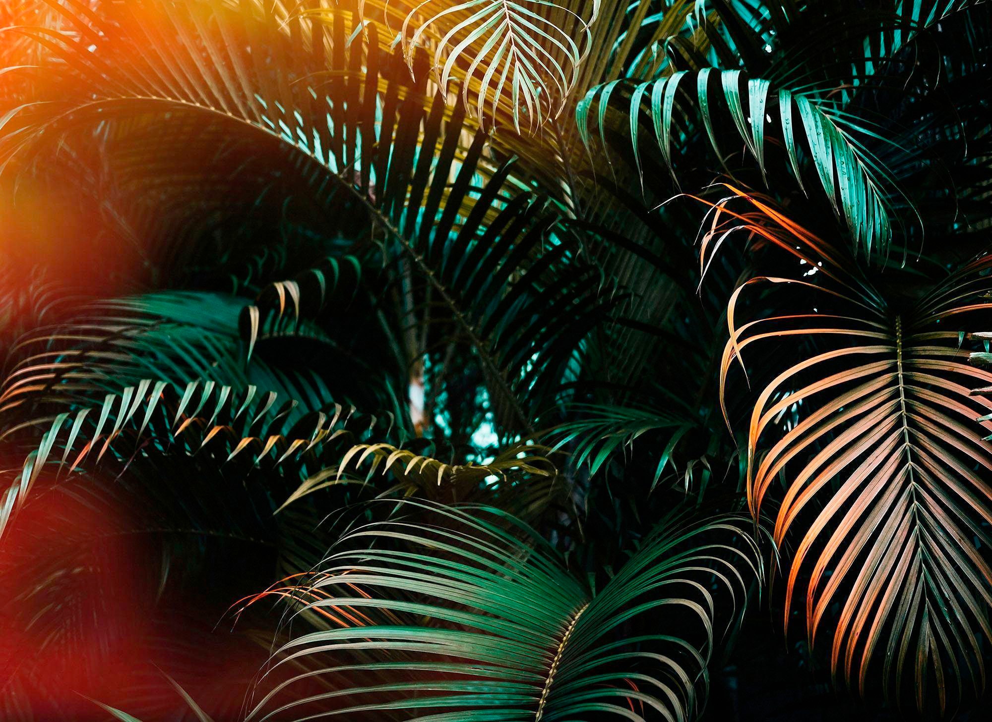 living walls Fototapete "Jungle Vlies" glatt 350 x 255 cm günstig online kaufen