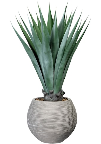 Creativ green Künstliche Zimmerpflanze »Agave« im Ze...