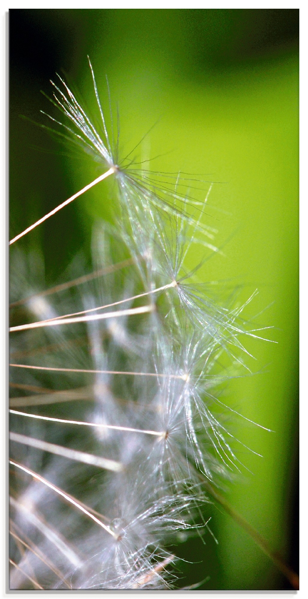 (1 verschiedenen in Glasbild »Pusteblumesamen«, Blumen, BAUR St.), Größen kaufen | Artland