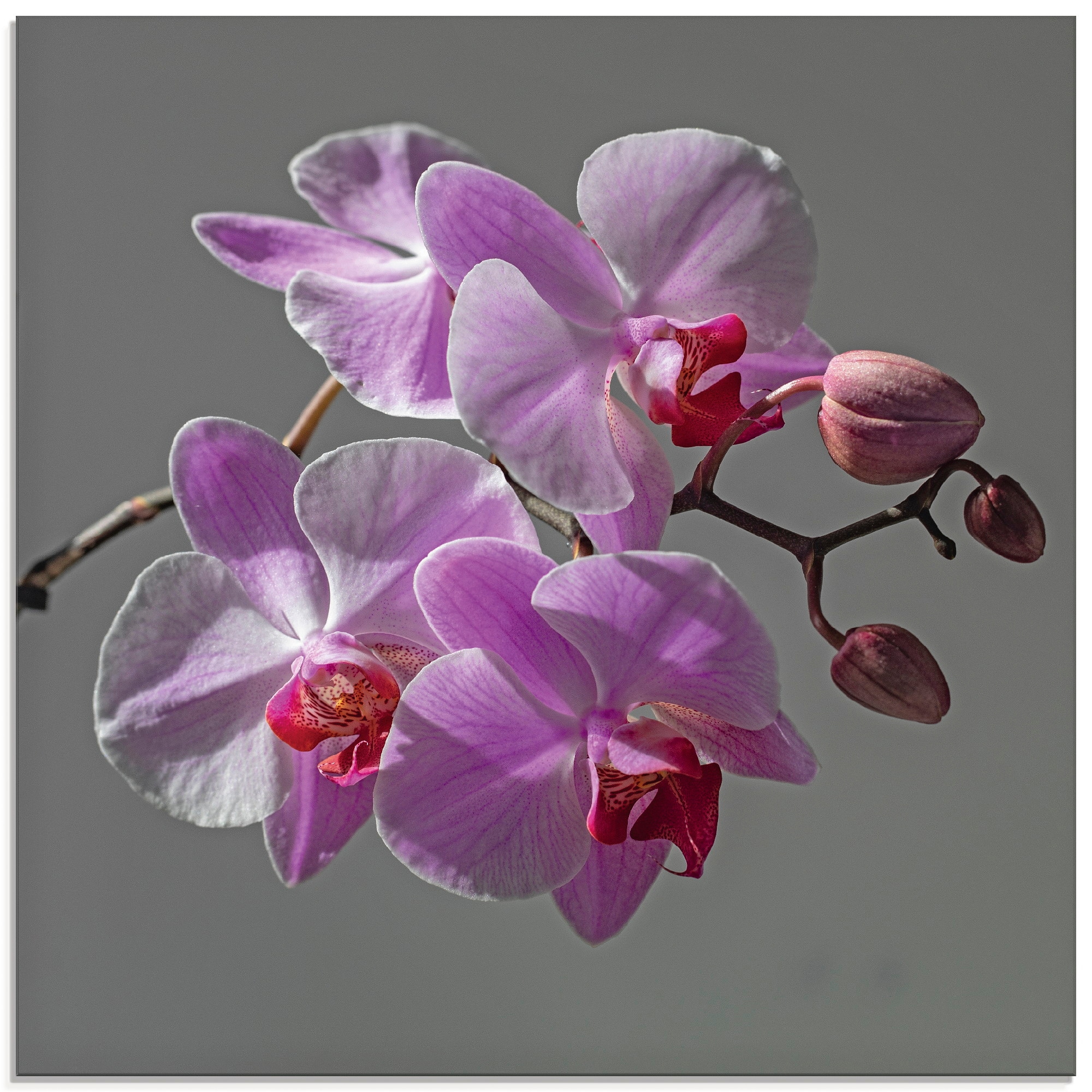 Artland Glasbild "Orchideentraum", Blumen, (1 St.), in verschiedenen Größen