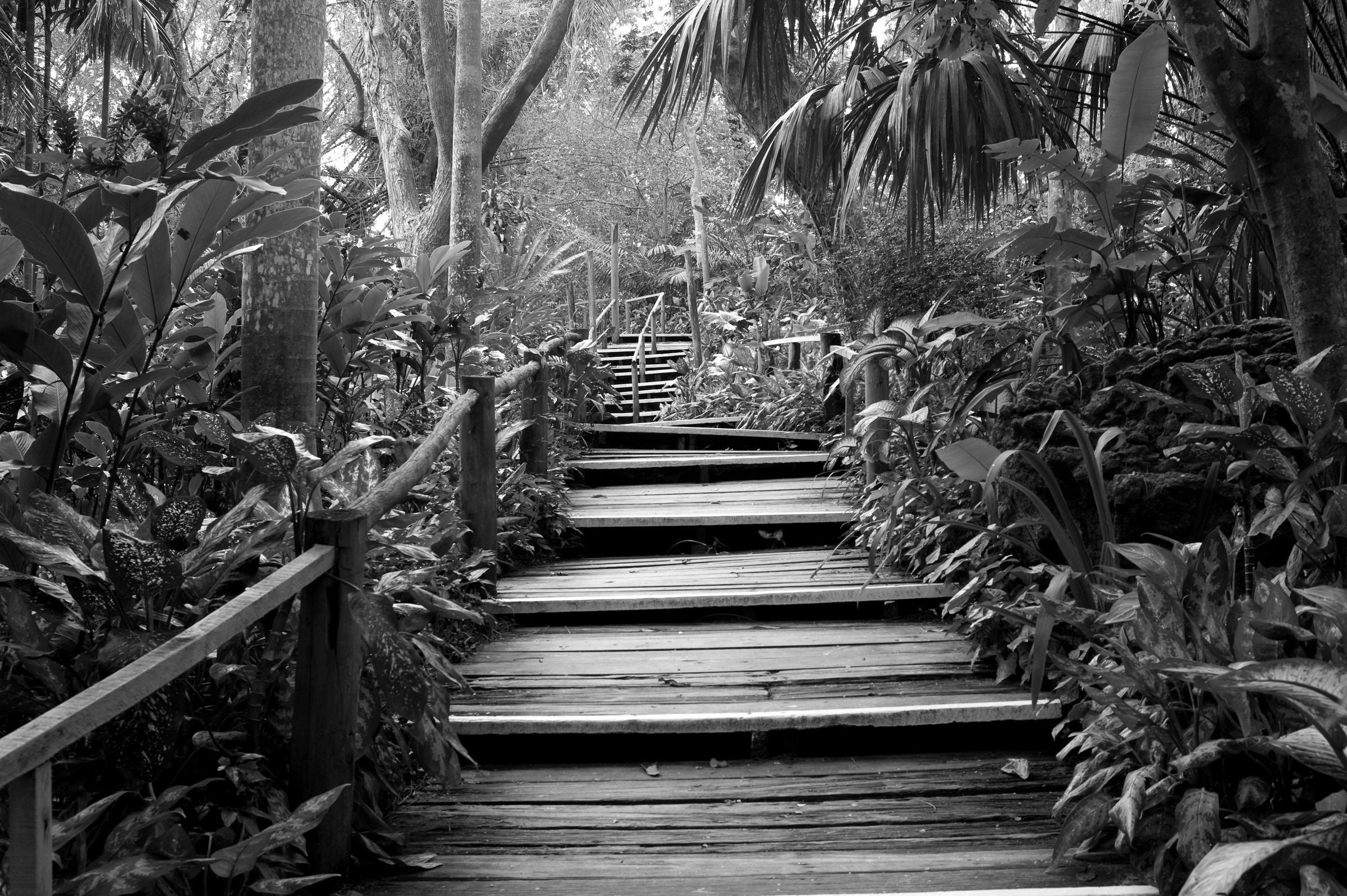 Papermoon Fototapete »Waldweg Schwarz & Weiß«