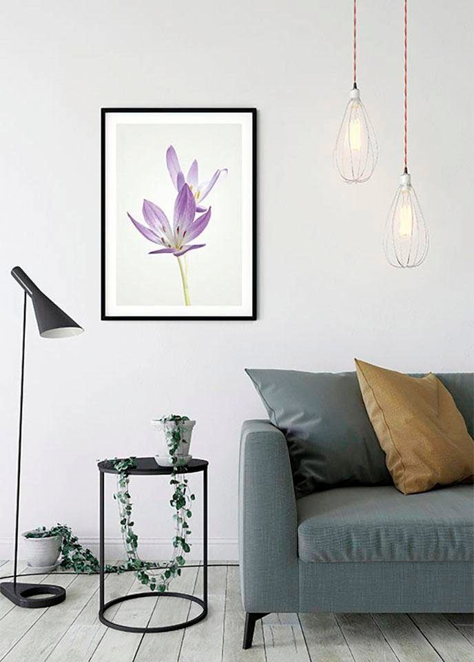 Komar Bild »Autumn Crocus«, Blumen, (1 St.), Wandbild zur Dekoration - ohne Rahmen