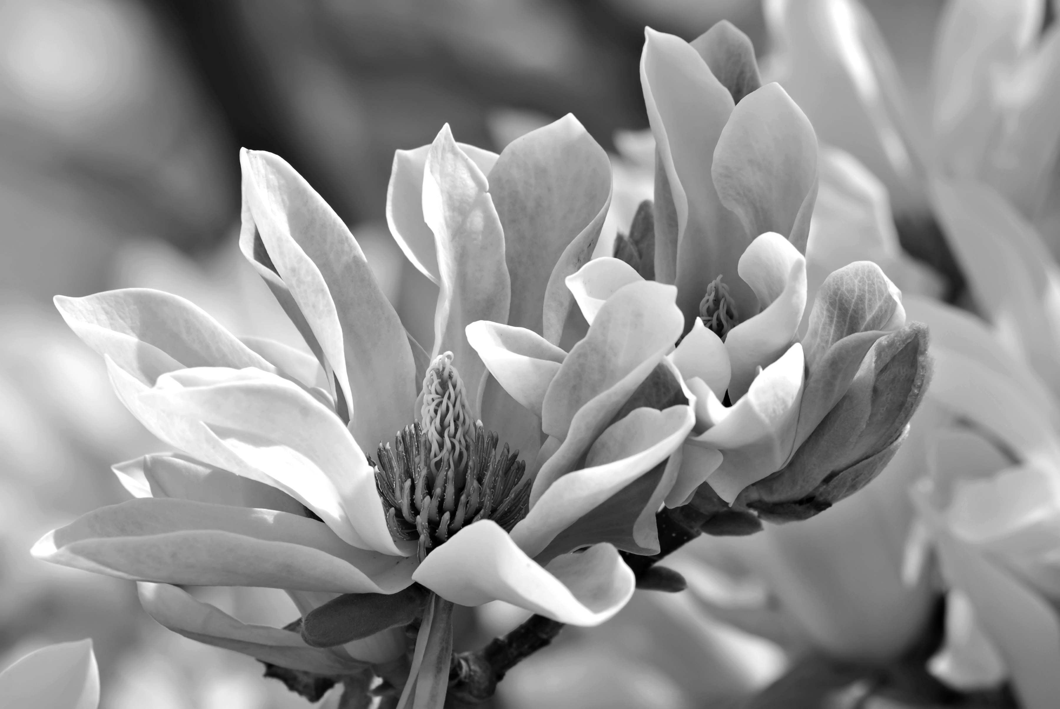 Papermoon "Blume Schwarz & Weiß"