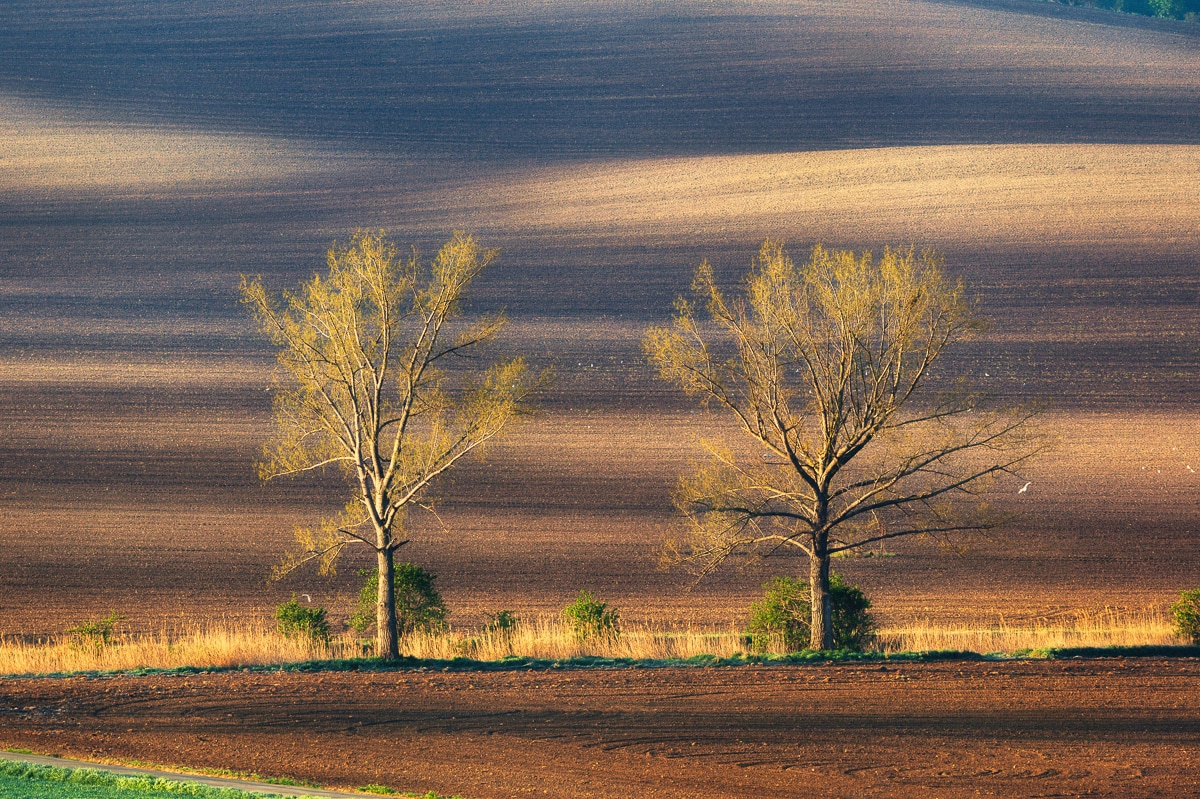 Papermoon Fototapete »Bäume in Fledern«