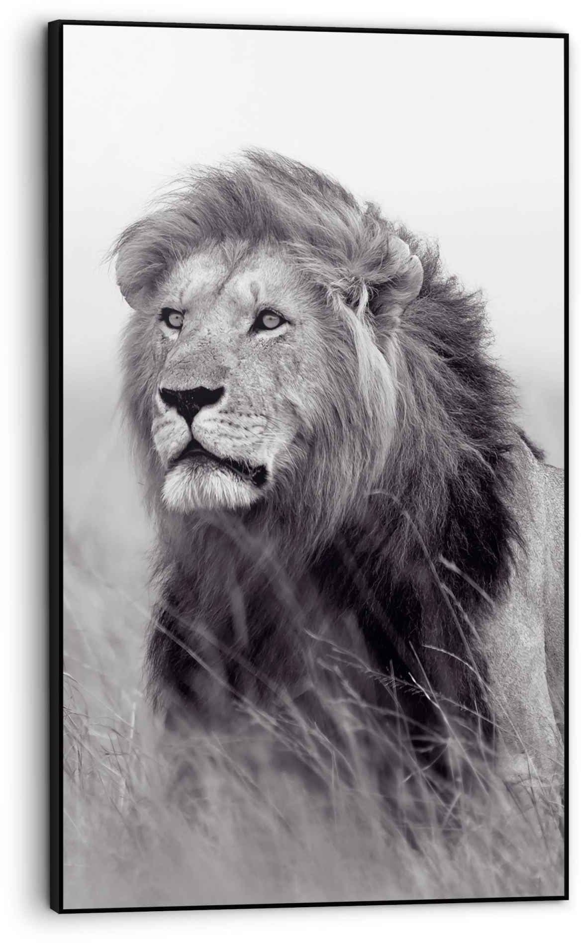 der auf Löwen, König«, bestellen St.) (1 »Gerahmtes Bild Reinders! Savanne Bild Löwe BAUR |
