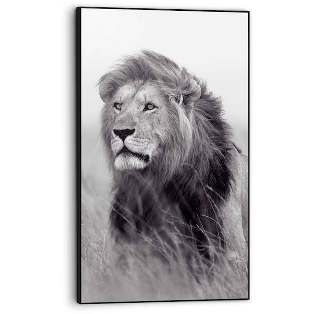 Reinders! Bild »Gerahmtes Bild Löwe auf der Savanne König«, Löwen, (1 St.)  bestellen | BAUR