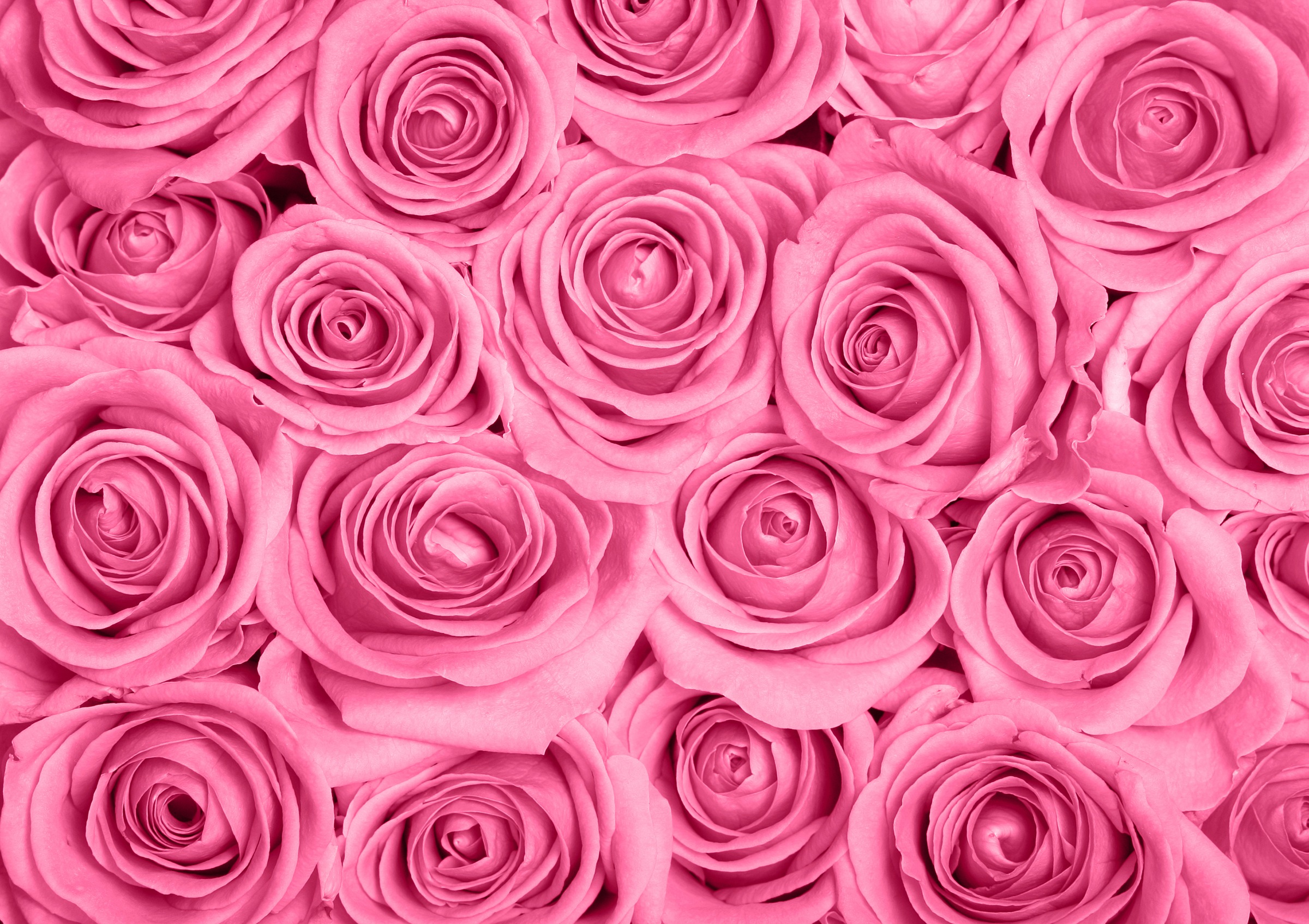 Papermoon Fototapete "Pink Roses" glatt