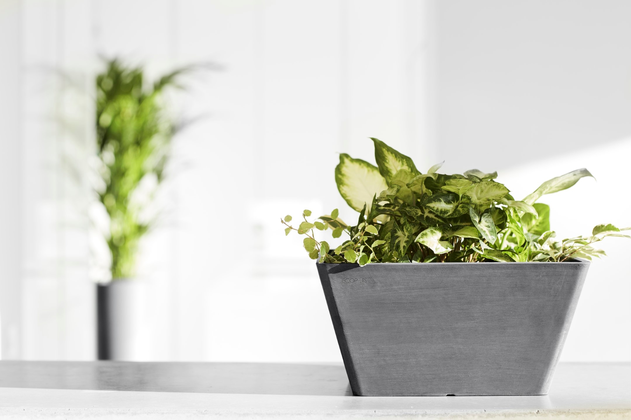 ECOPOTS Blumentopf »BERLIN Grey«, BxTxH: 31x31x15,5 cm