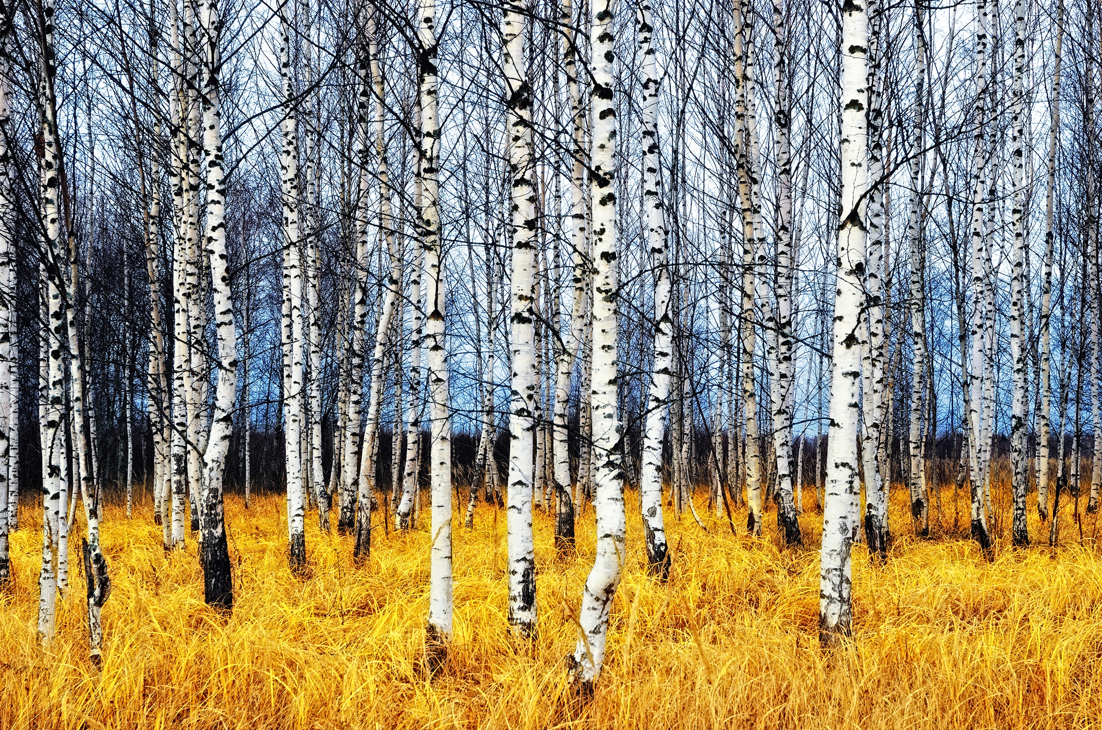 Papermoon Fototapete "Autumn Birch Grove" glatt