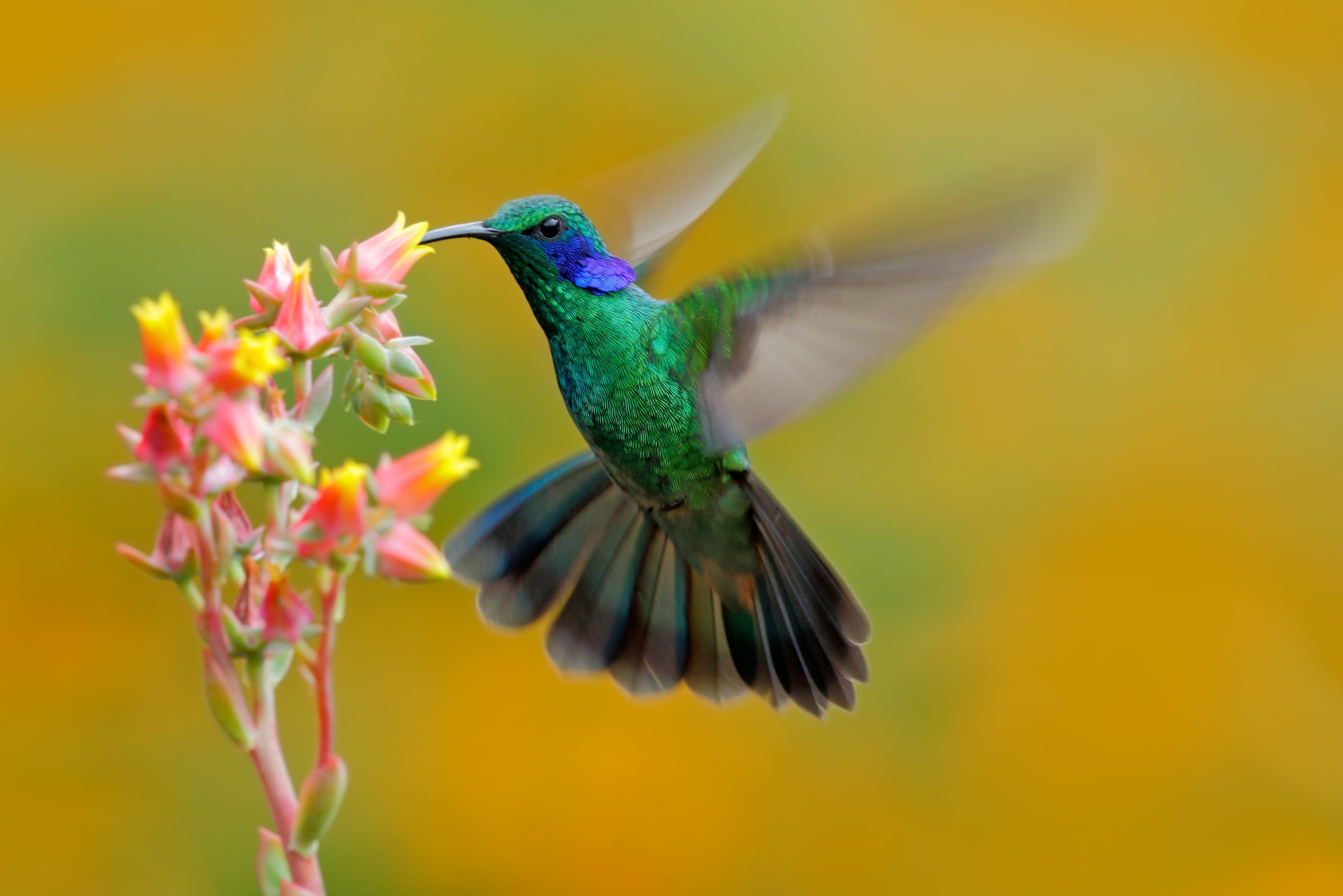 Papermoon Fototapete "Hummingbird Colibri Thalassinus" glatt