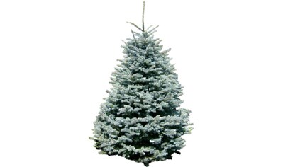 Weihnachtsbaum Guru Echter Weihnachtsbaum »Edeltanne, Weihnachtsdeko«, Edeltanne, zum... kaufen