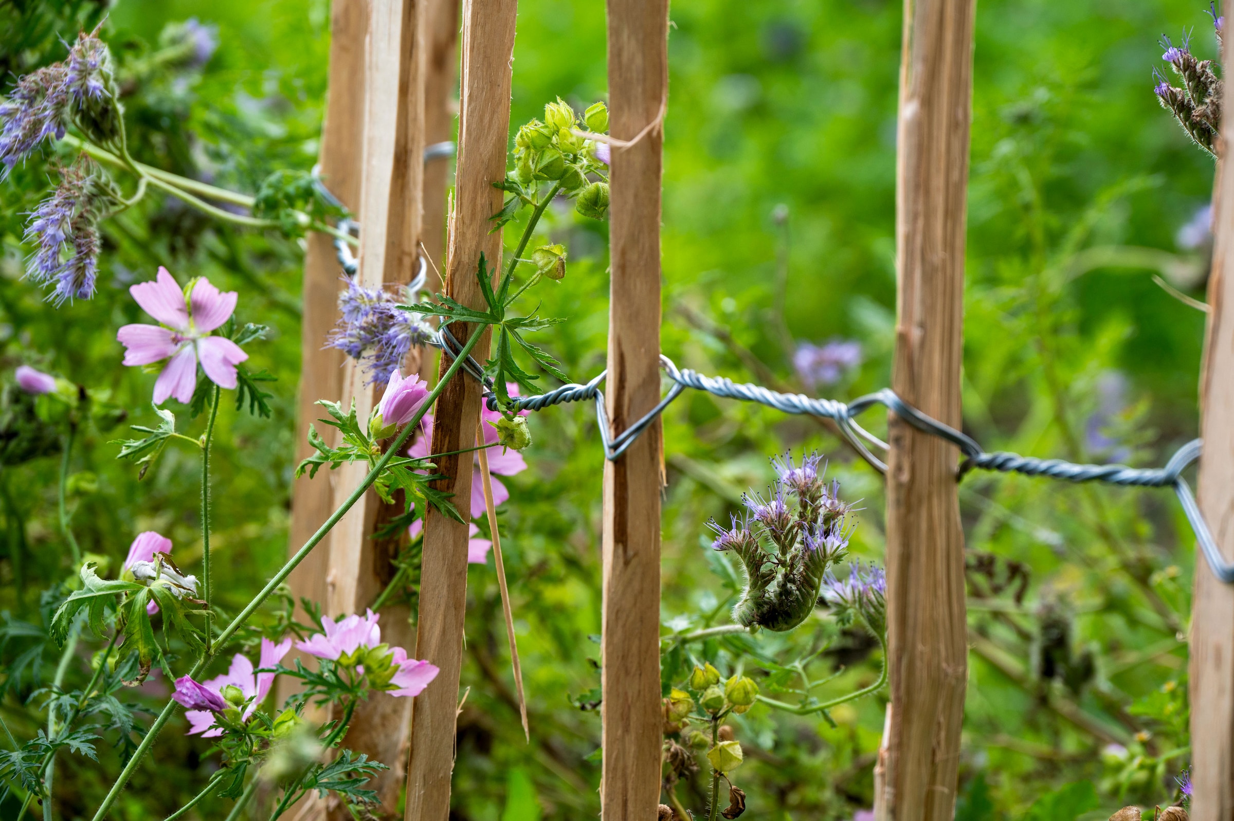 dobar Staketenzaun »aus robustem, geschältem Haselnussholz, HxL: 90x500cm«
