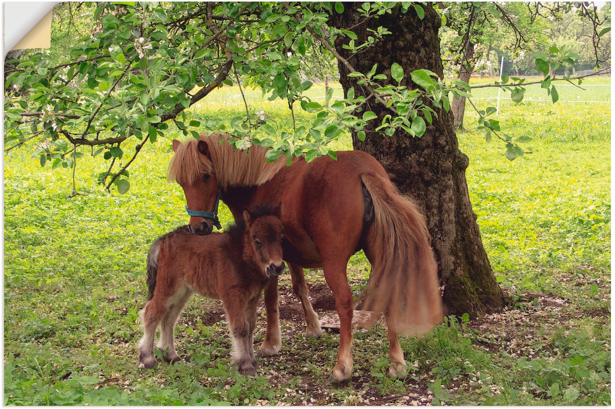 Artland Wandbild "Pony - Mutterglück", Haustiere, (1 St.), als Alubild, Outdoorbild, Leinwandbild, Poster, Wandaufkleber