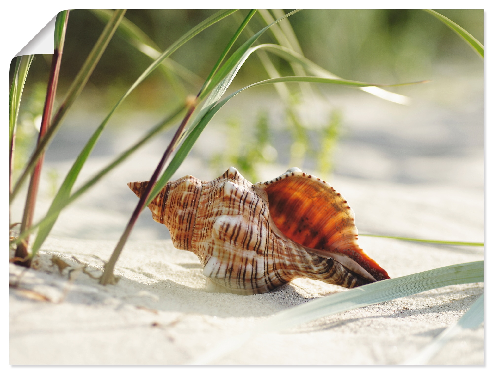 Wandbild »Große Muschel am Strand«, Wassertiere, (1 St.), als Leinwandbild, Poster,...