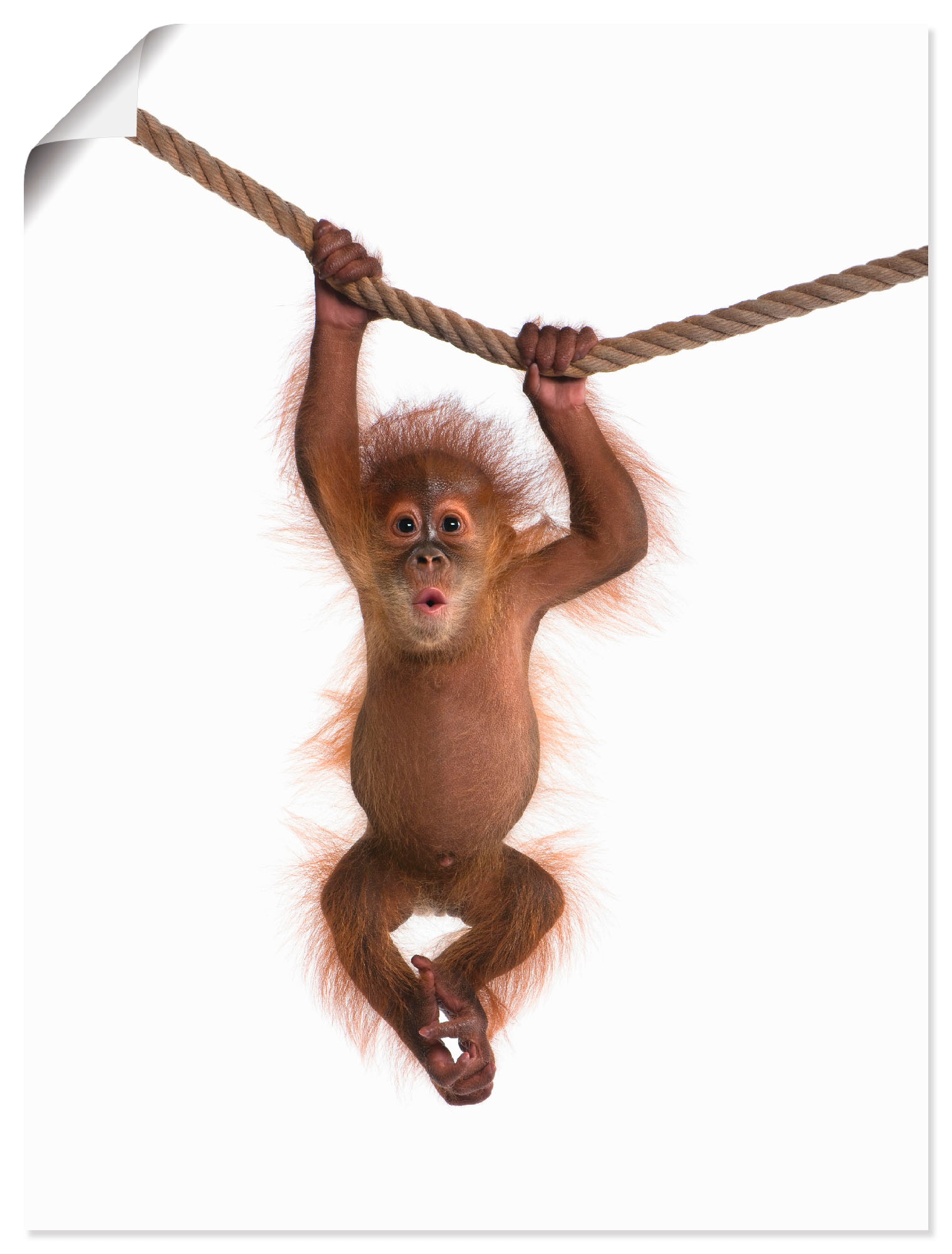 Artland Wandbild »Baby Orang Utan hängt an Seil II«, Wildtiere, (1 St.), als Alubild, Outdoorbild, Leinwandbild, Poster, Wandaufkleber