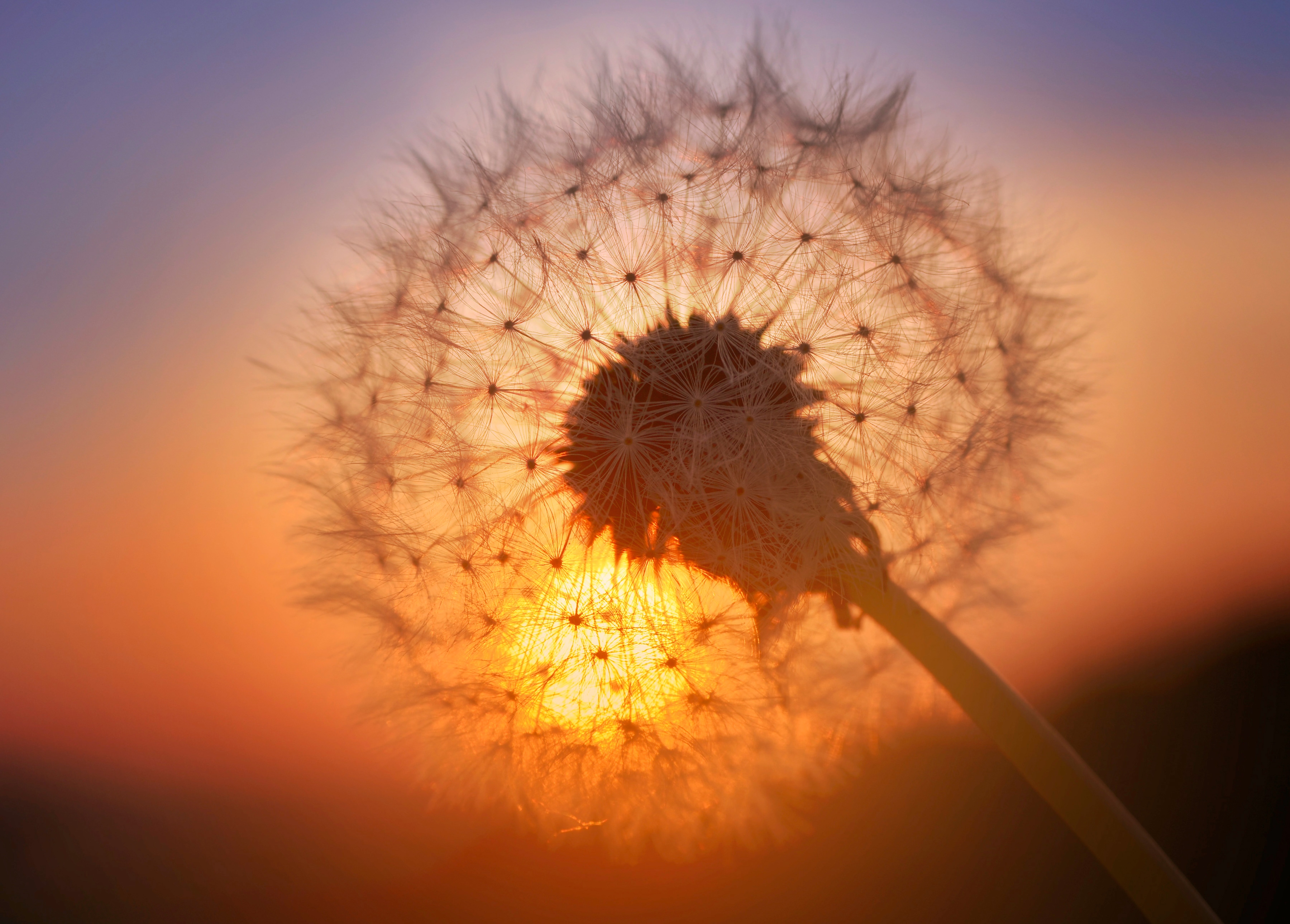 Papermoon Fototapete "Golden Sunset Dandelion" glatt