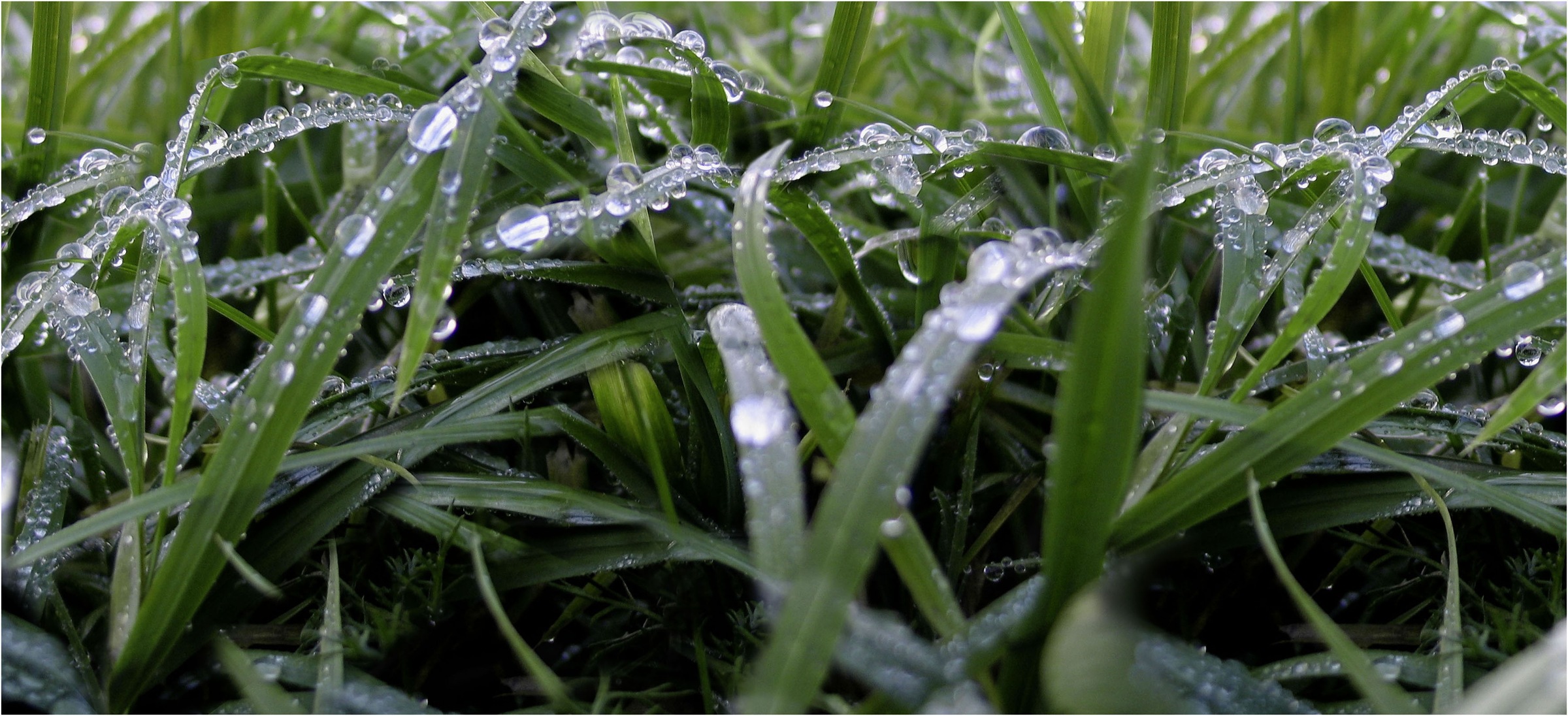 Express Küchen Küchenrückwand ""Regenwald", als Spritzschutz geeignet, mit günstig online kaufen