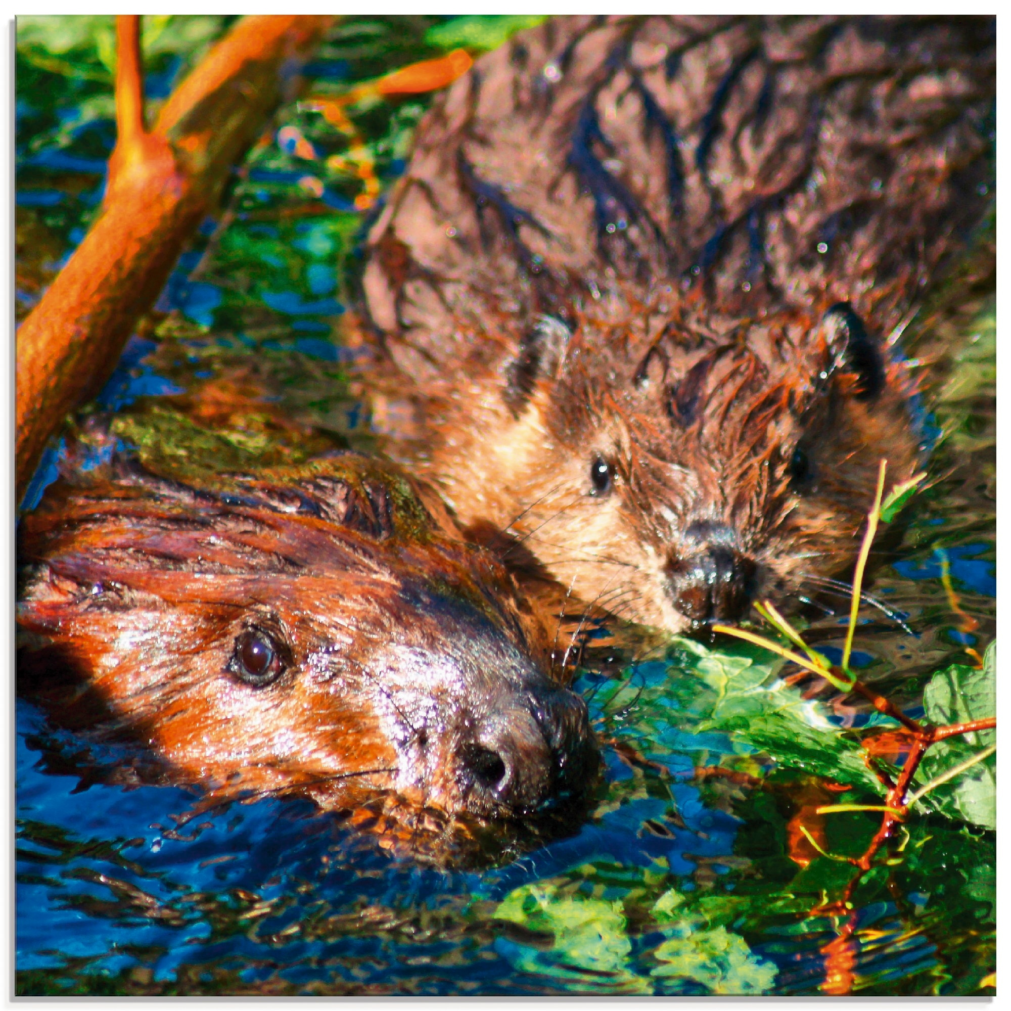 Artland Glasbild »Biber mit Baby«, Wildtiere, (1 St.), in verschiedenen Größen