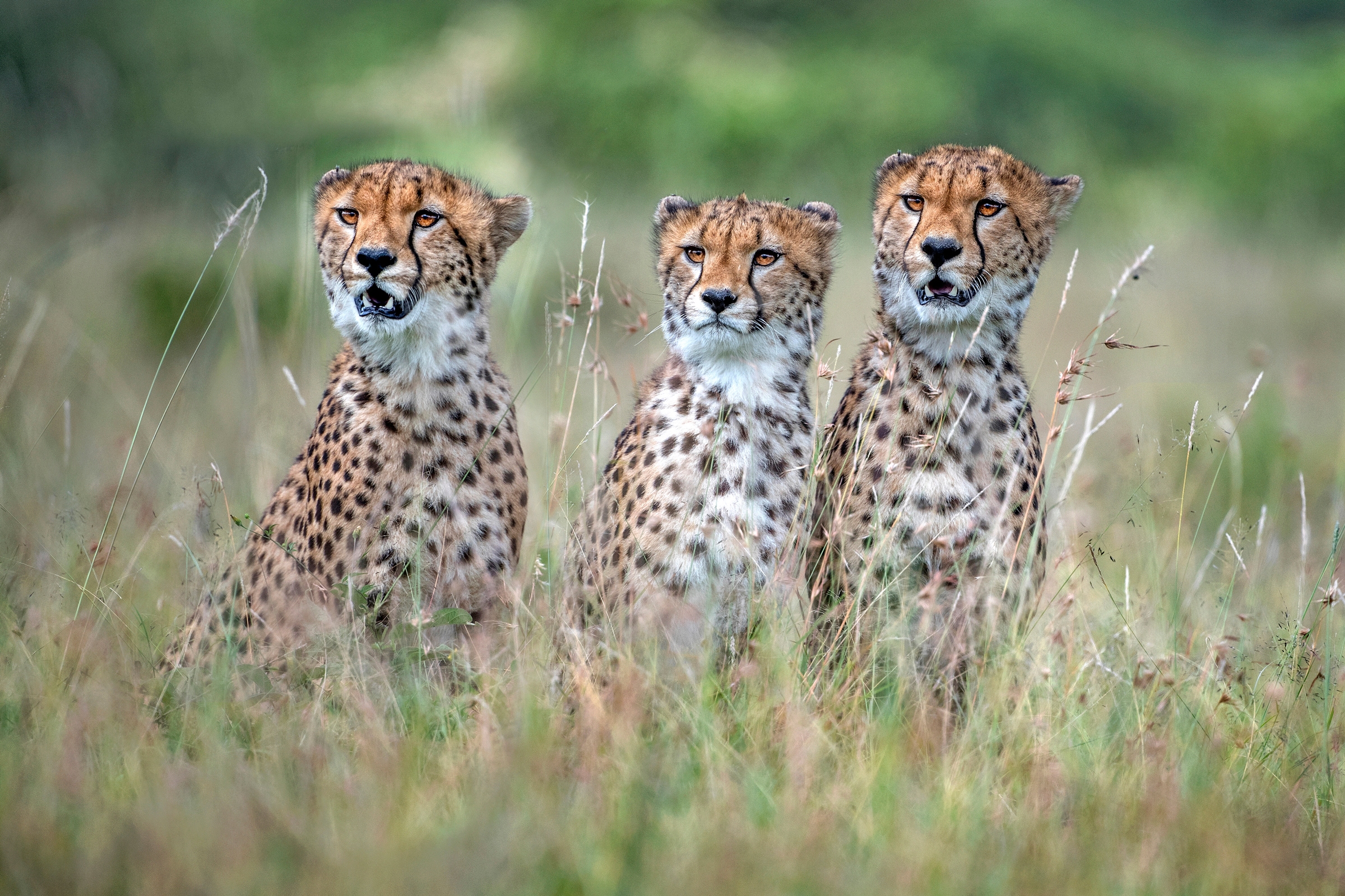 Papermoon Fototapete »Photo-Art  XAVIER ORTEGA, CHEETAH CUBS«